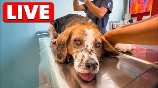 Benji is in surgery today 💔