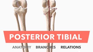 Posterior Tibial Artery - Anatomy, Branches & Relations by About Medicine 7,779 views 2 years ago 4 minutes, 41 seconds