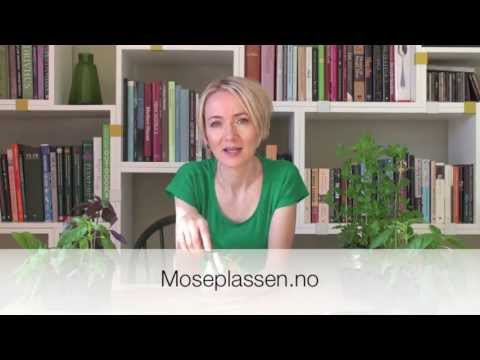 Video: Vannliljeplanter - Hvordan dyrke en vannlilje