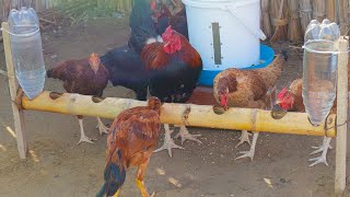 Bebedero para Pollos de Bambú - Bebedero y Comedero para Pollos Gallinas - chicken waterers