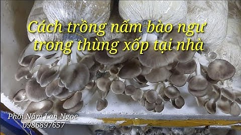 Hướng dẫn trồng nấm bào ngư tại nhà năm 2024