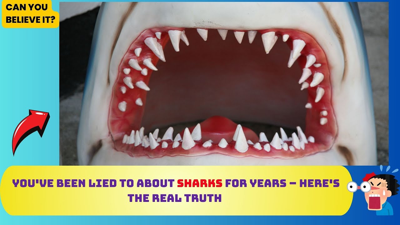 You've Been Lied to About Sharks for Years Here's the Real Truth