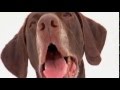 dogs 101 - german shorthaired pointer の動画、YouTube動画。