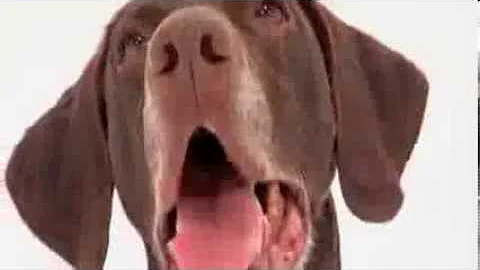 dogs 101 - german shorthaired pointer