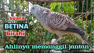 Pancingan perkutut betina memanggil jantan gacor