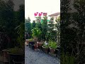 💓💓🌹🌹🌹💕💕