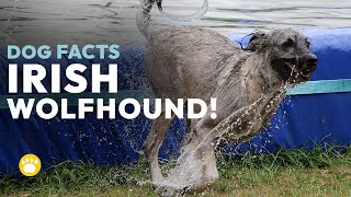 Irish Wolfhound Dog Facts (Size, Health, Training, History)