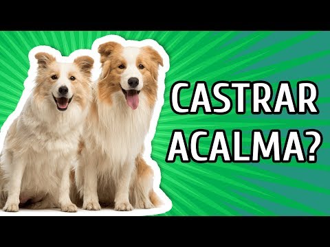 Vídeo: A castração acalma o cão?