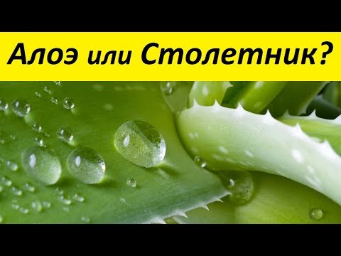 Алоэ или Столетник