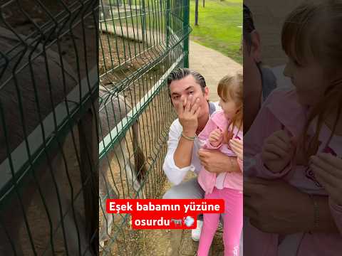Eşek babamın yüzüne osurdu🫏💨 #shorts #keşfet #komedi #komik #babakız #eşek #osuruk