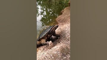 Ever see a Gator Snapper Somersault!