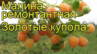 Фото Малины Золотые Купола