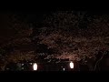 長渕剛  桜