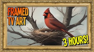 Cardinal in Nest - 4K TV Art screenshot 3