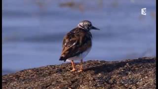 Mer d'Iroise : le paradis des oiseaux