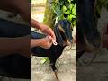 Goat Rope knots easy