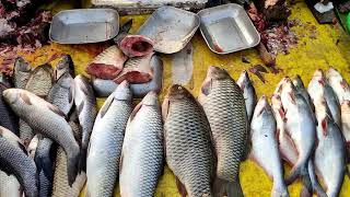 Lucknow Fish market-2/Snakehead Fish/Cat Fish/ Singhi Fish/Fishing Man