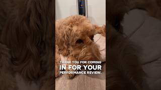 Kobe’s performance review #goldendoodle #doglife #furbaby #funnydogs #dogshorts #shorts