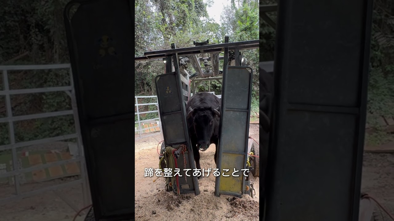 【牛の削蹄】蹄を切らないとどうなるの?