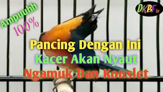 Suara Tledekan Gacor Terbukti Ampuh 100%|| KACER PASTI NGAMUK DAN KONSLET@DAHLAN KMK birds farm