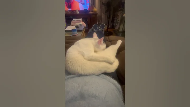 Watch the video about Cat cleaning itself #cat lovers #cute #funny #animals #pets