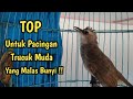 Trucukan Muda Gacor Ropel Memanggil || Pancingan Suara Burung Trucukan Malas Bunyi