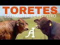 TORETES BEEFMASTER DE REGISTRO