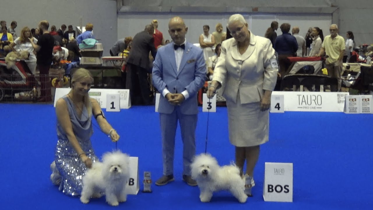 Bolognese World dog show 2023 in Geneva Switzerland YouTube