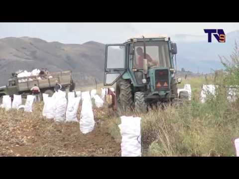 ასპინძის სადემონსტრაციო ნაკვეთზე კარტოფილის მოსავალი აიღეს