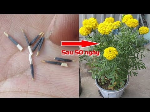 Video: Trồng Marigolds để có hoa trong vườn nhà bạn