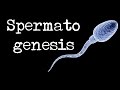 Spermatogenesis | sperm production in men