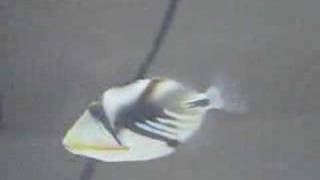 My Humu Picasso Triggerfish