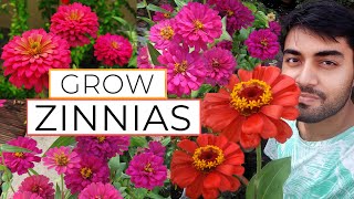 Zinnia Flower || Zinnia Flower Growing || Zinnia Plant Care || How to Grow Zinnias Easily