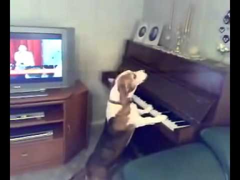 Piyano Çalan Tatlı Köpek