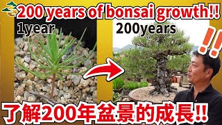 【200 years of bonsai growth!!】Reporting on the Japan's No.1 Pine Bonsai Garden in Takamatsu.