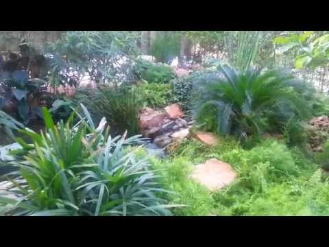 الكويت الحمام يتبرد في بركة السمك ويشرب رائع
