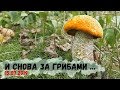 Снова в лес за грибами. Попал в грозу.