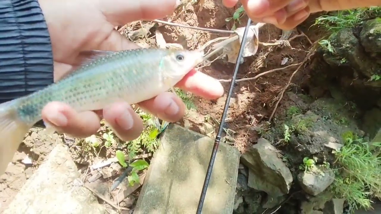 MUSIM HUJAN MEMBUAT IKAN SULIT MAKAN ‼️ TENANG GUNAKAN TEKNIK ANDALAN INI ‼️