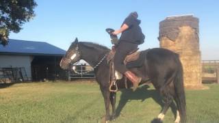 Next Level Untacking: without Dismount