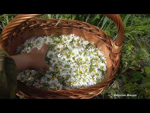 Vídeo: Campo yarutka: descrição, aplicação