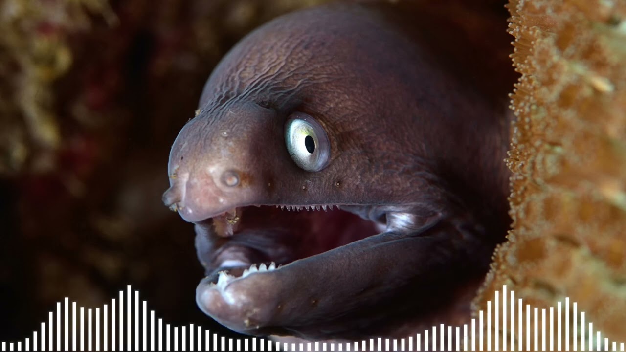 7 шокирующих фактов об электрических угрях, которые вы, вероятно, не знаете