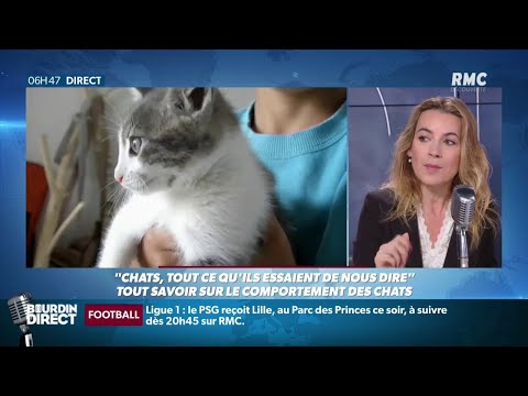 Vidéo: Tout Ce Que Vous Devez Savoir Sur Les Chats Et Les Tiques - Vétérinaire Quotidien