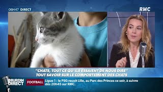 'Tout ce qu'essaient de nous dire les chats': une vétérinaire décrypte le comportement félin sur RMC