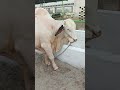 Mashallah Gulabi pink nose bull#viralvideo#viralshort#bull #bullfarming#pakistan#unfrezzmyaccount