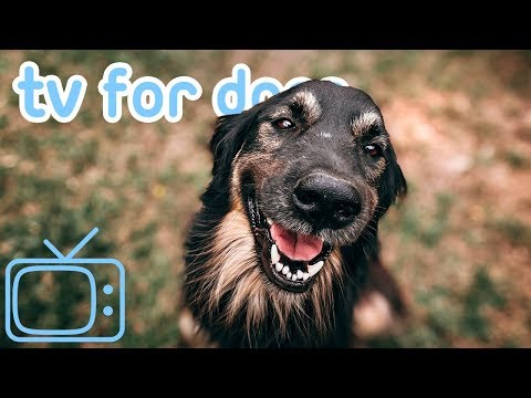 TV for Dogs! 8 HOURS of Fun Entertainment for Bored Dogs + Music! NEW