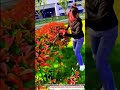 Best Innovative Shrub Trimming Machine Tool for Clean Precision #machine#shorts