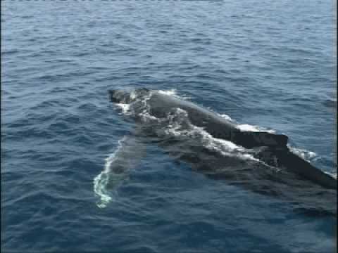 Back in 1987, Hervey Bay was just a quiet coastal town... until an enterprising skipper swapped his usual fishing charter for a tourist trip to see the humpback whales. Today it`s called "the whale watch capital of the world". This is the intro to our "Whale Tales Of Hervey Bay" series of films, up on my channel as "The Oceania Project" playlist: www.youtube.com