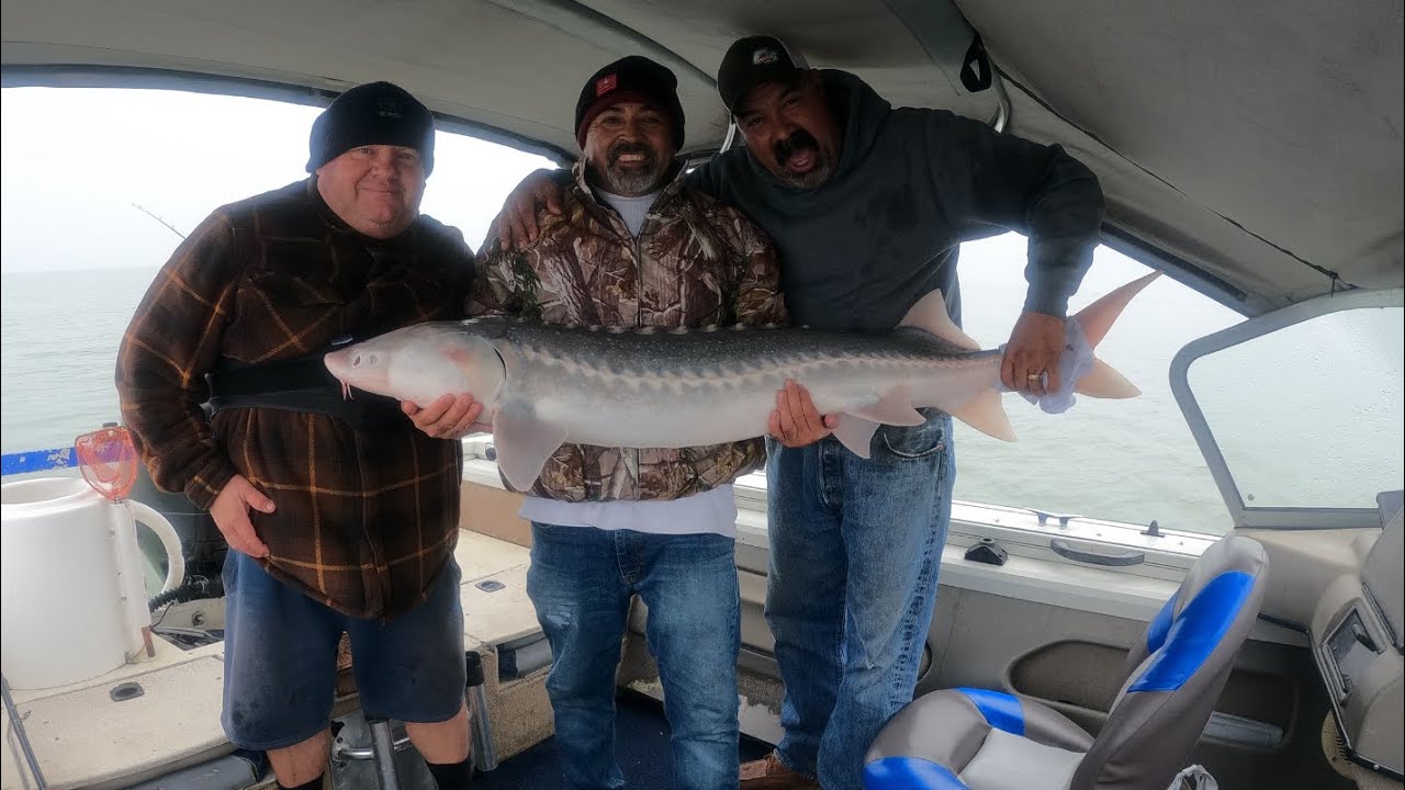 Оживлённый клёв осетра и полосатого окуня в заливе Гризли 20.12.2025