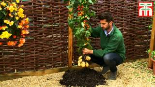 Thompson & Morgan's TomTato® video