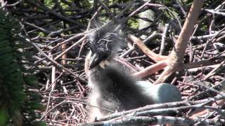 Grey Heron Feeding Chicks　アオサギの給餌